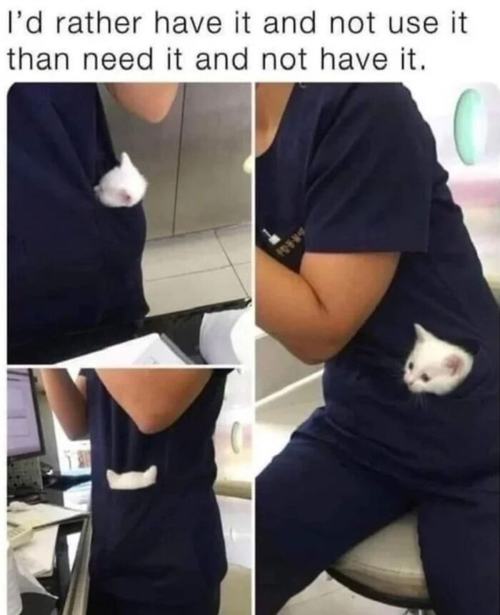 Cat Memes So Good, You'll Forget How to Adult!