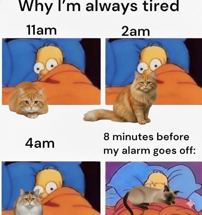 Cat Memes So Good, You'll Forget How to Adult!