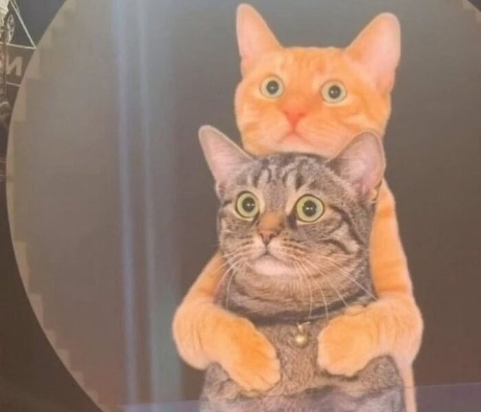 Cat Memes So Good, You'll Forget How to Adult!