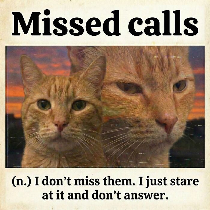 Cat Memes So Good, You'll Forget How to Adult!