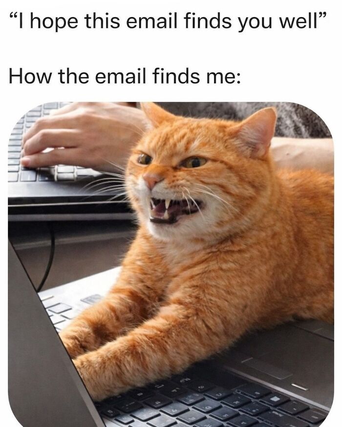 Cat Memes So Good, You'll Forget How to Adult!