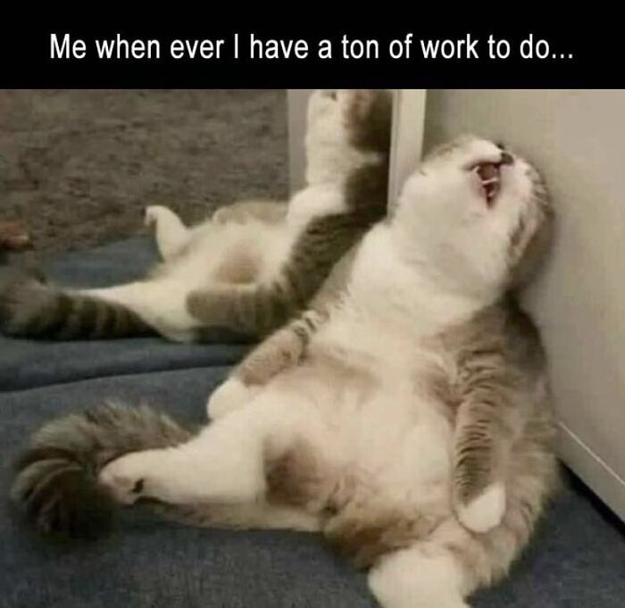 Cat Memes So Good, You'll Forget How to Adult!