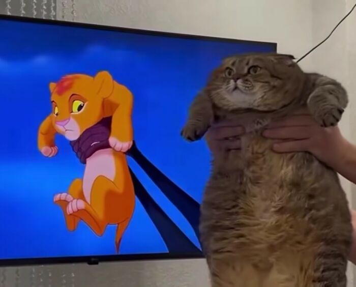 Cat Memes So Good, You'll Forget How to Adult!