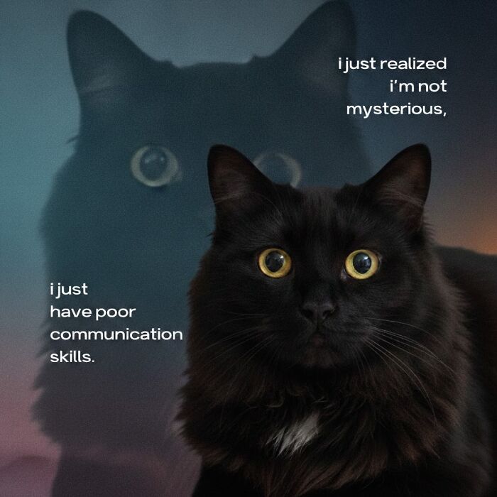 Cat Memes So Good, You'll Forget How to Adult!