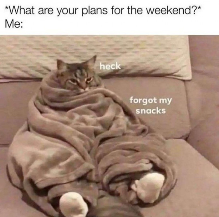 Cat Memes So Good, You'll Forget How to Adult!