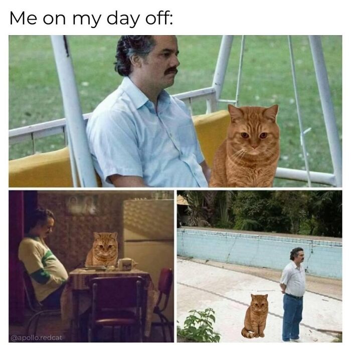 Cat Memes So Good, You'll Forget How to Adult!