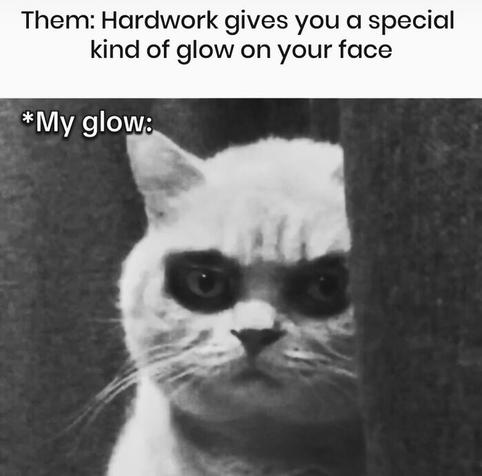 Cat Memes So Good, You'll Forget How to Adult!