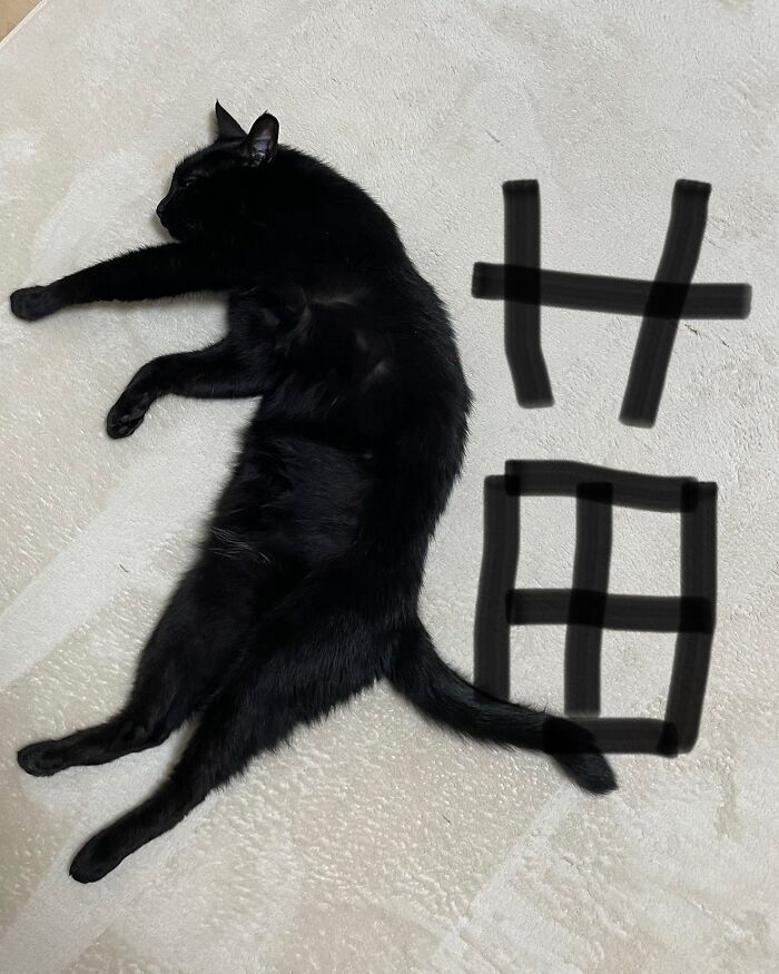 Cat Memes So Good, You'll Forget How to Adult!