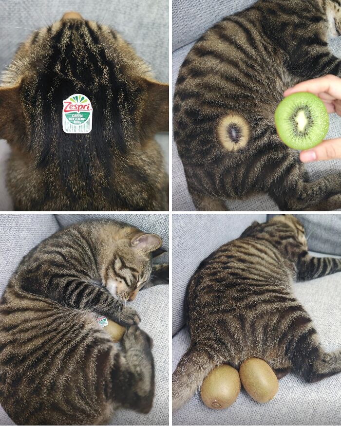 Cat Memes So Good, You'll Forget How to Adult!