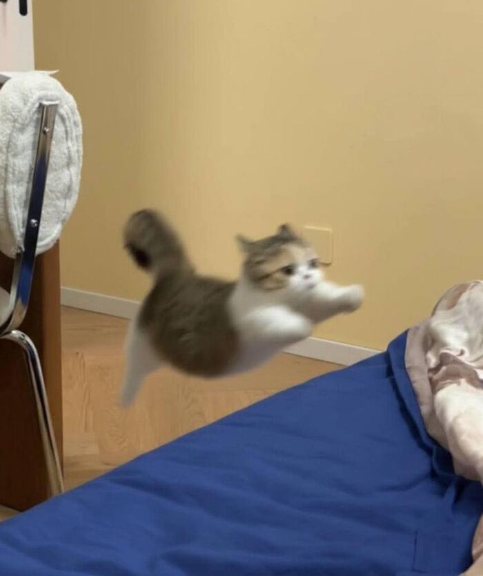 Cat Memes So Good, You'll Forget How to Adult!