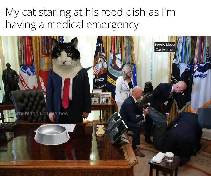 Cat Memes So Good, You'll Forget How to Adult!