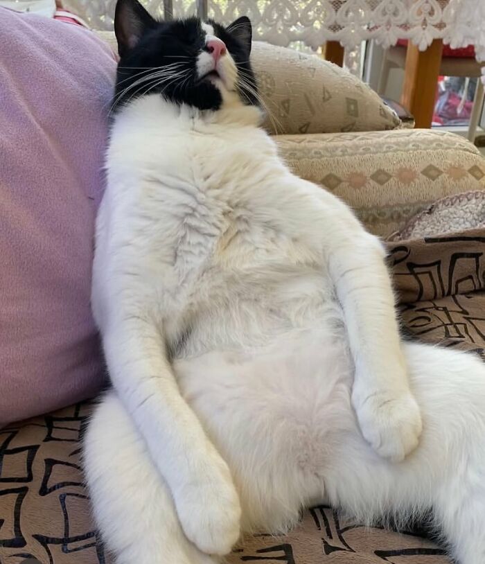 Cat Memes So Good, You'll Forget How to Adult!