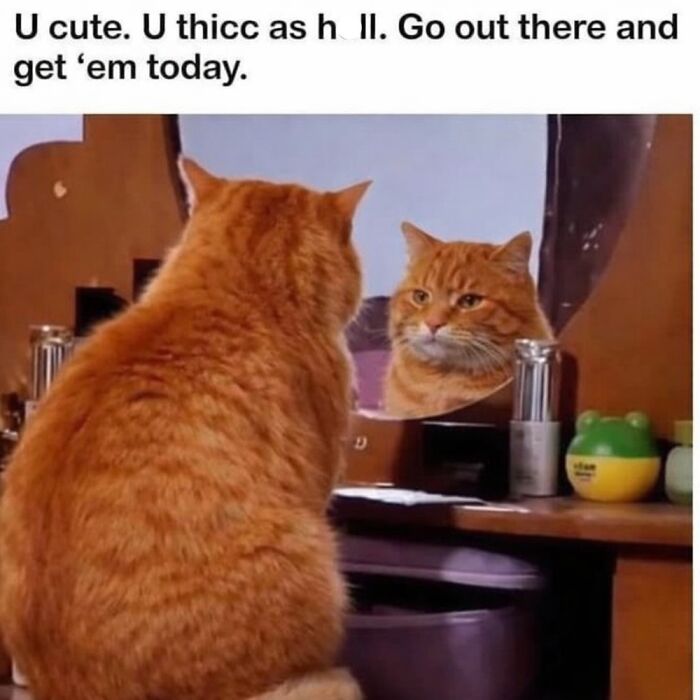 Cat Memes So Good, You'll Forget How to Adult!