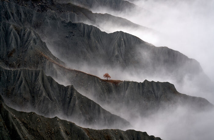 Tree That Refuses to Quit