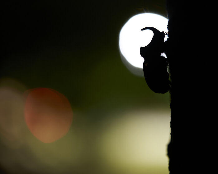 Bug with a Big Attitude