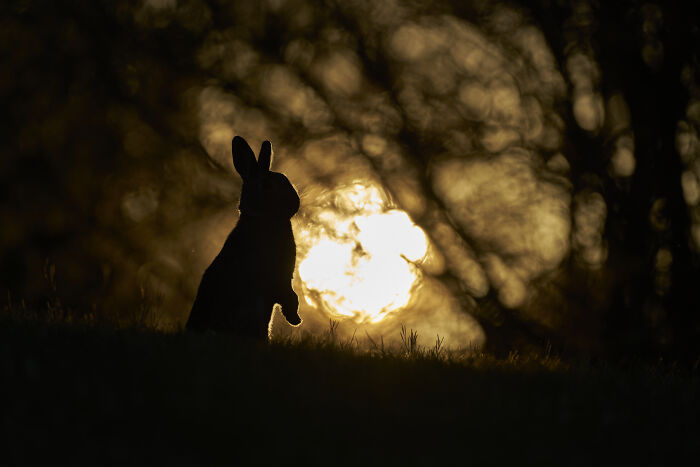 Mystery Landscape Pause