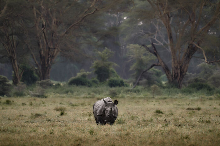 Black Rhino: The Ultimate Beast