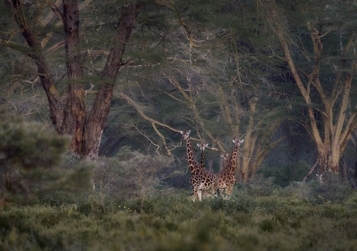 Nature’s Optical Illusion