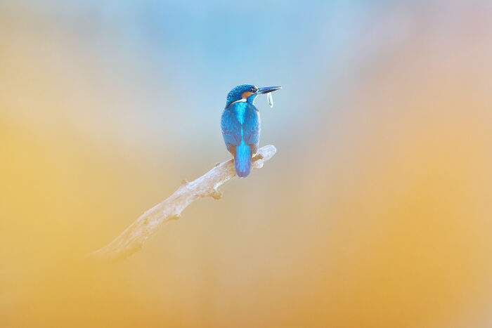 Fish Hiding in Leaves