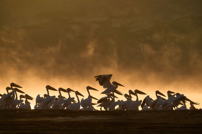 Pelicans on Fire? Kinda!