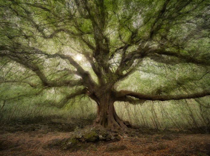 Mysterious Tree Close-Up