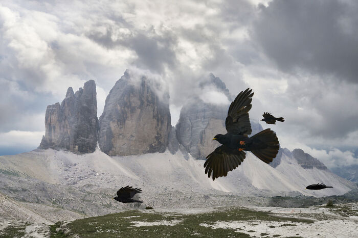 Feisty Feathered Friend