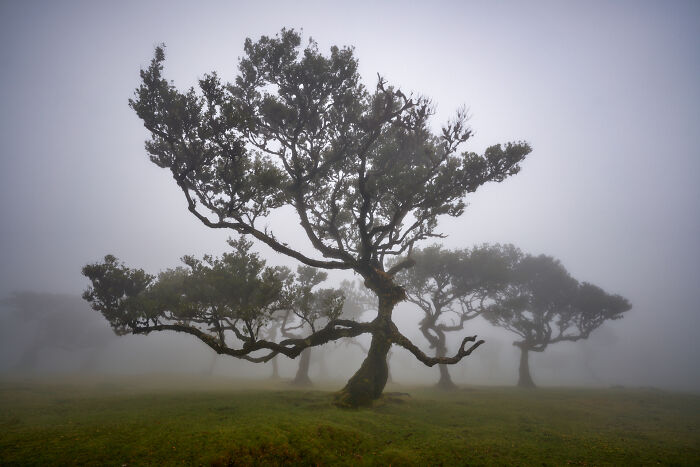 King Laurisilva’s Throne