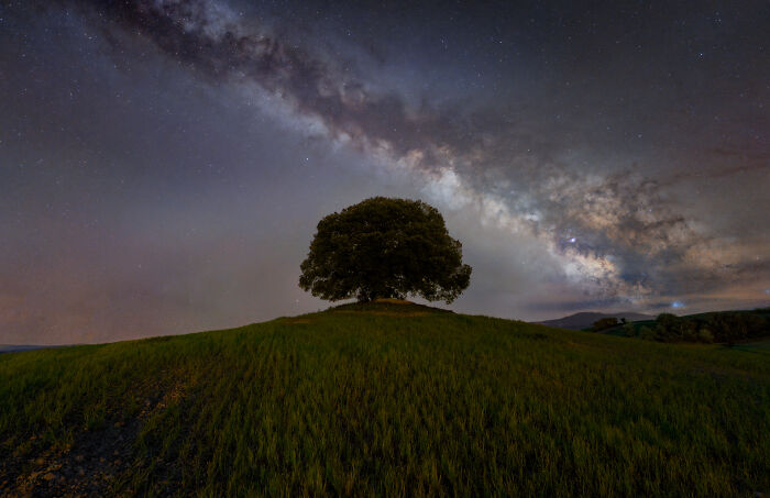 Milky Way Meets the Tree