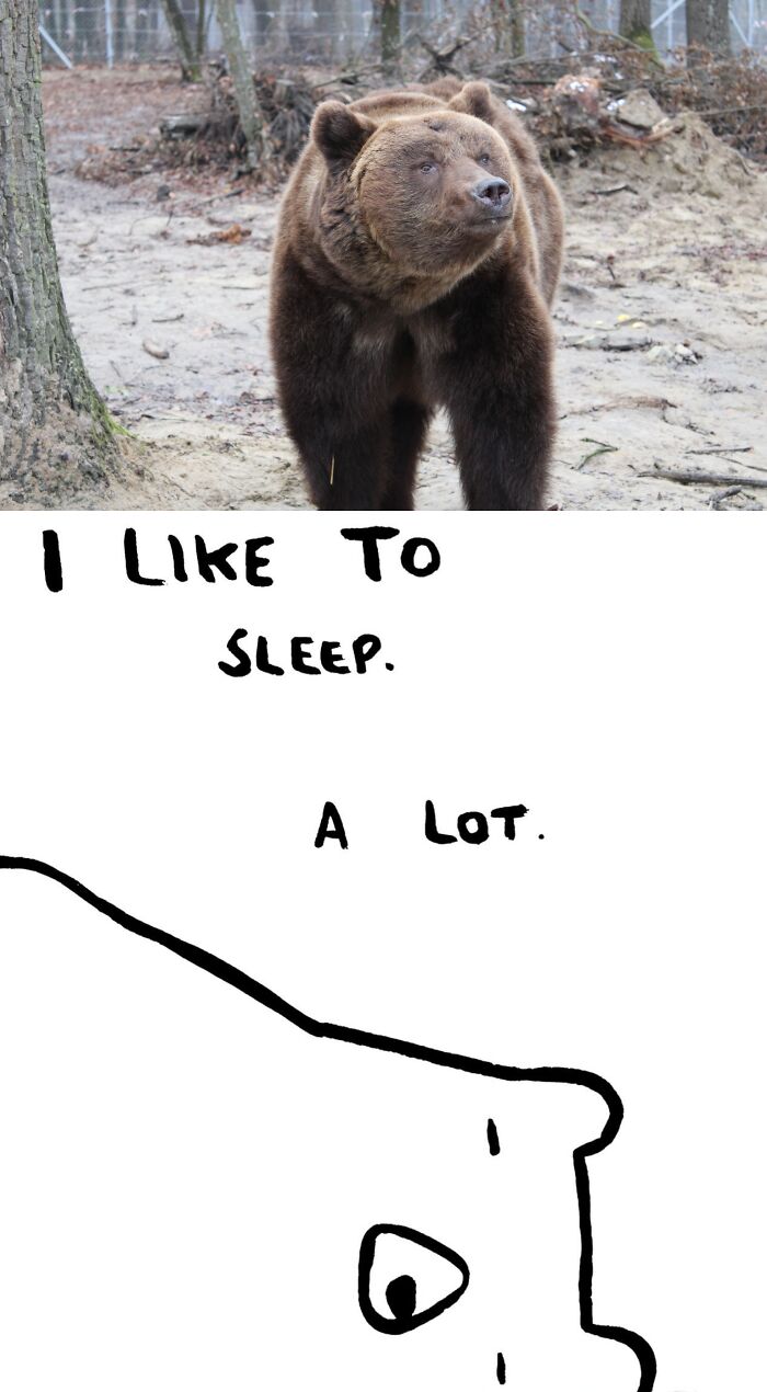 Misha the Nap Enthusiast