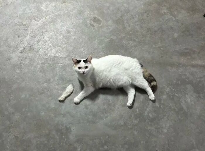 Sneaky Cat vs. Feather Showdown