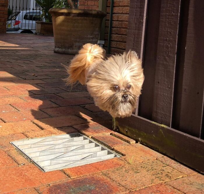 Floating Dog Head? Nope, Just a Leap