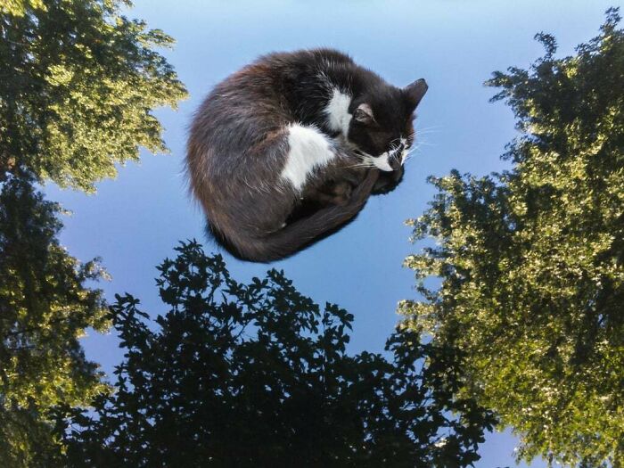 Cat Chillin’ in Blue Sky Heaven