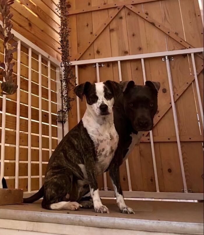 My Dogs Became One Weird Looking Pup