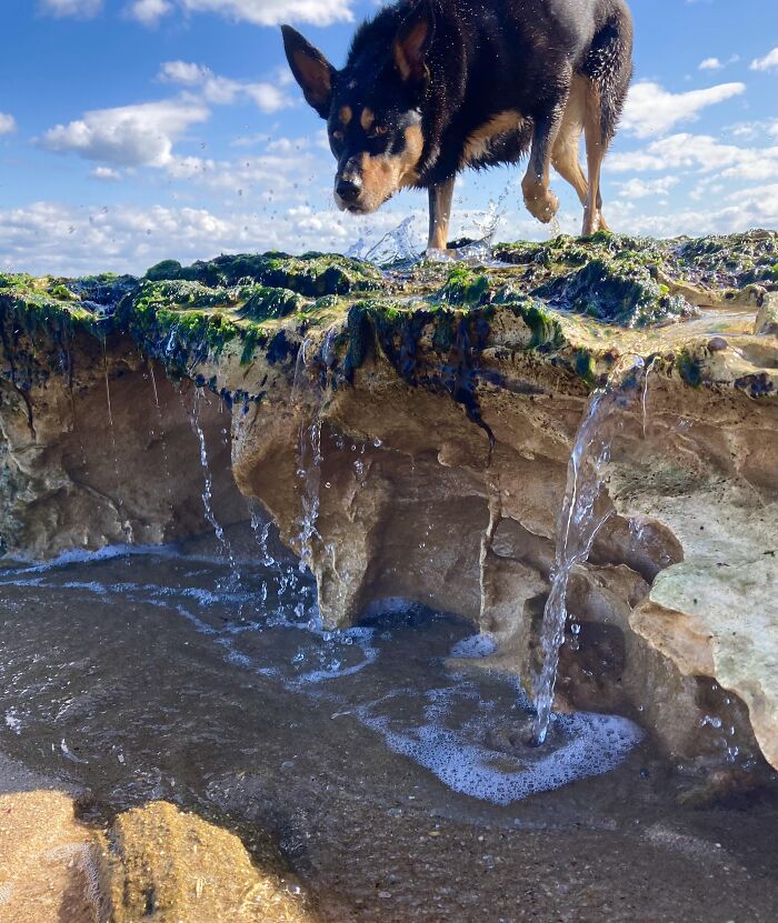 Massive Dog Meets Massive Waterfall