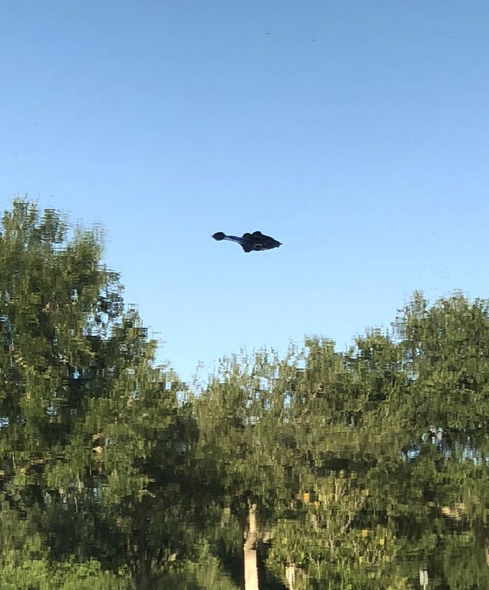 Sky-High Alligator? Nope, Just Clouds