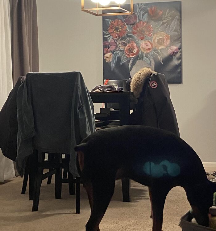 Dog’s Glowing Light Upgrade