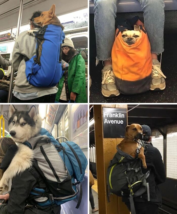Oops! Big Dogs Riding the Subway in New York Ignore the Bag Size Rule