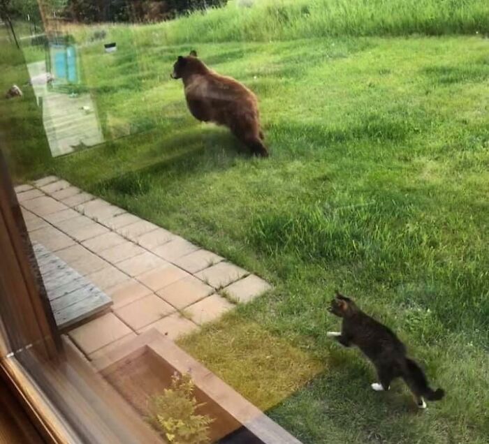 Just Another Montana Backyard: Cat Vs. Bear Showdown