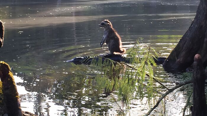Florida’s National Forests: Raccoons Riding Alligators - Yep, Really!