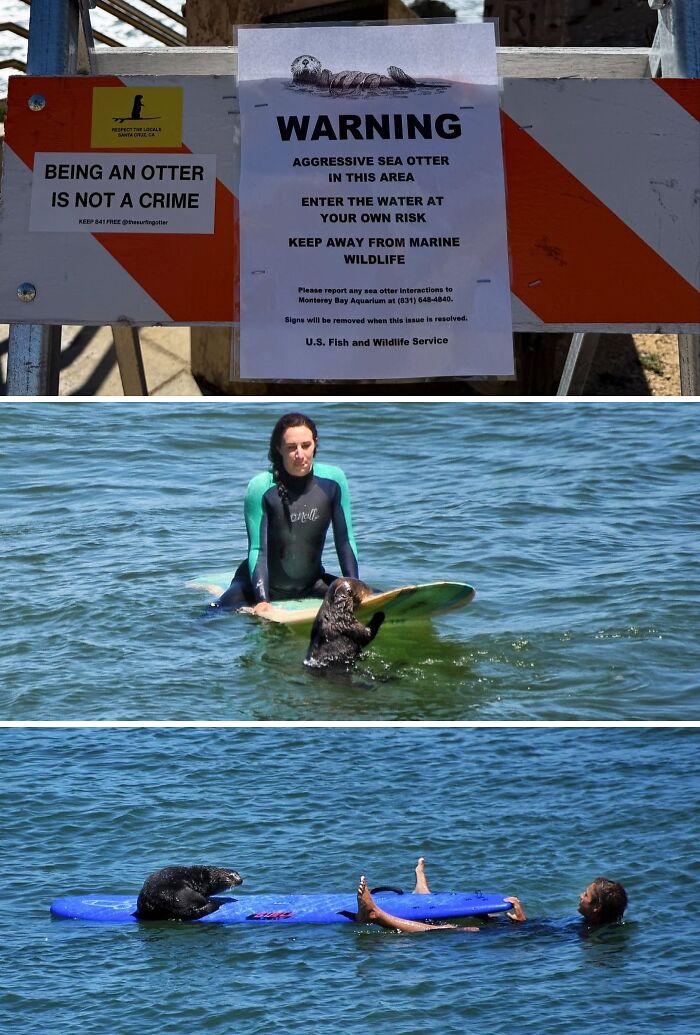 Santa Cruz’s Sea Otter Ambush: Surfers Beware!