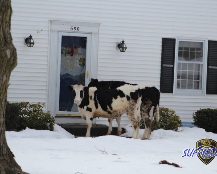 Connecticut Police: Beware of Suspicious Cows Selling Dairy at Your Door