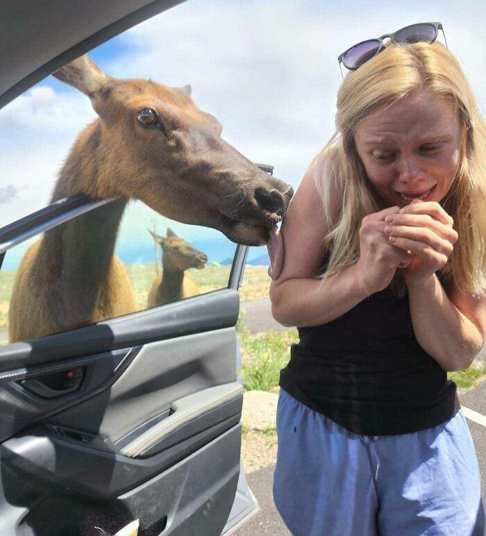 Colorado Hiking Prep Interrupted By A Friendly Elk… That Likes Licking