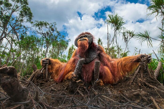 Top Photo: Orangutan’s ‘Please Spare Our Home’ by Thomas Vijayan