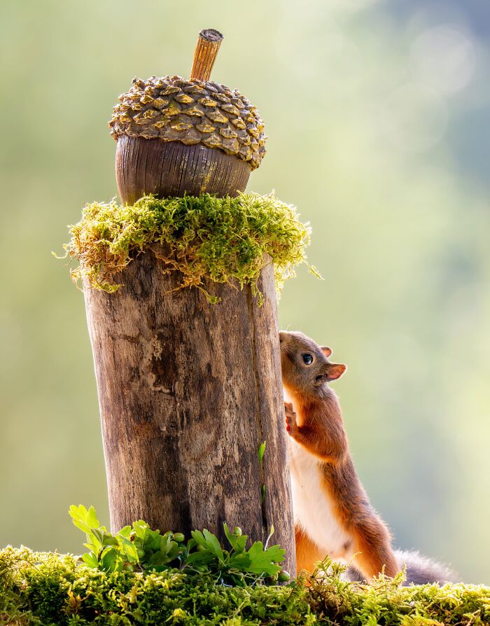 Funny Nature Finalist: The Golden Acorn by Stan Bouman