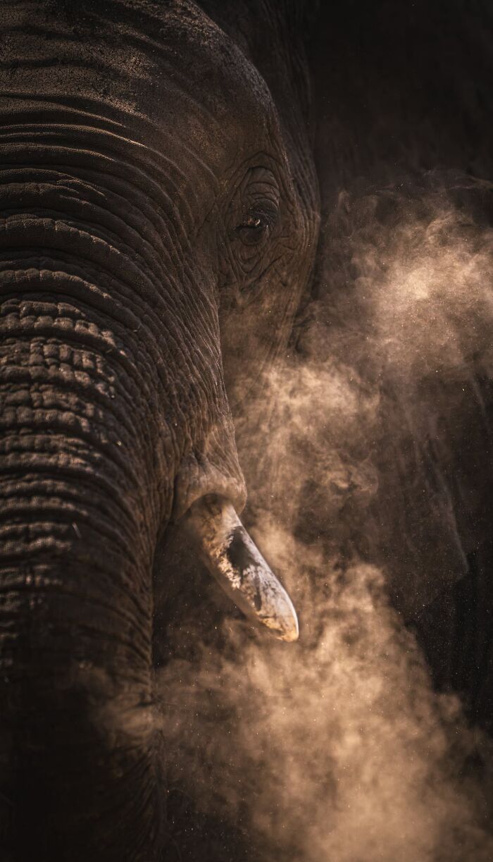 Wildlife Finalist: Through The Smoke by Sam Sammia