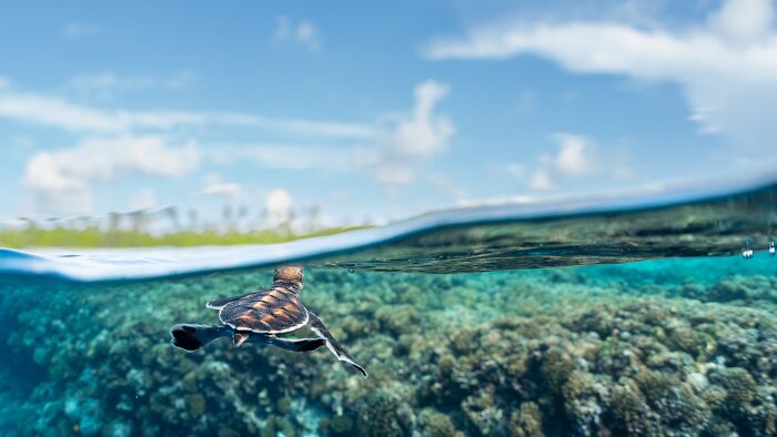 Sharing The Planet Finalist: Last Glance by Théo Guillaume