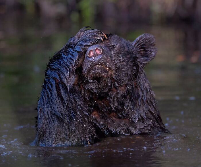 Funny Nature Finalist: Good Grief by Angela J Sanchez