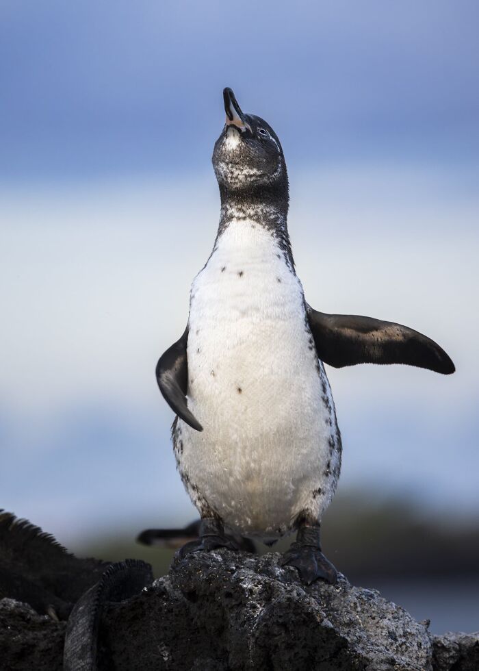 Funny Nature Finalist: The Performer by Trevor Laclair