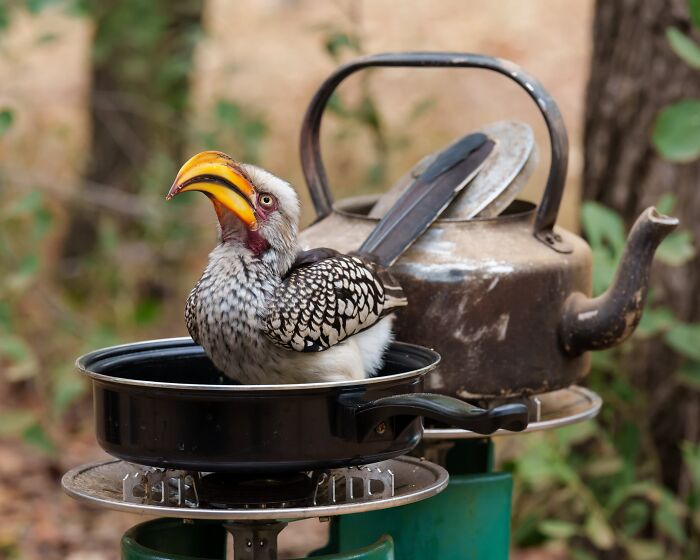 Funny Nature Finalist: The Cheeky Breakfast Thief by Linda Smit