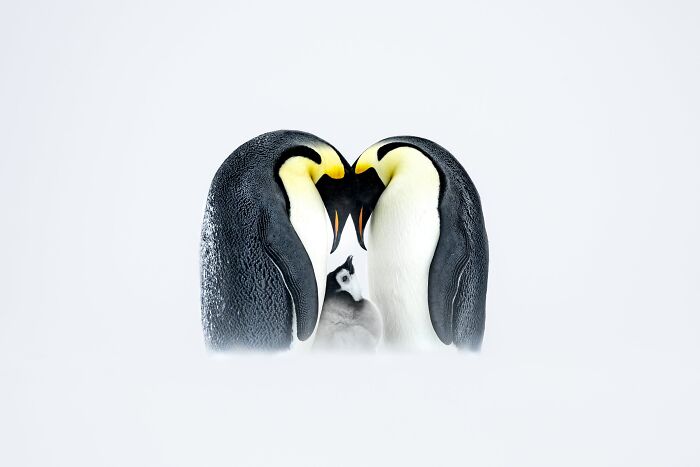 Birds Finalist: Parenting Goals by Thomas Vijayan